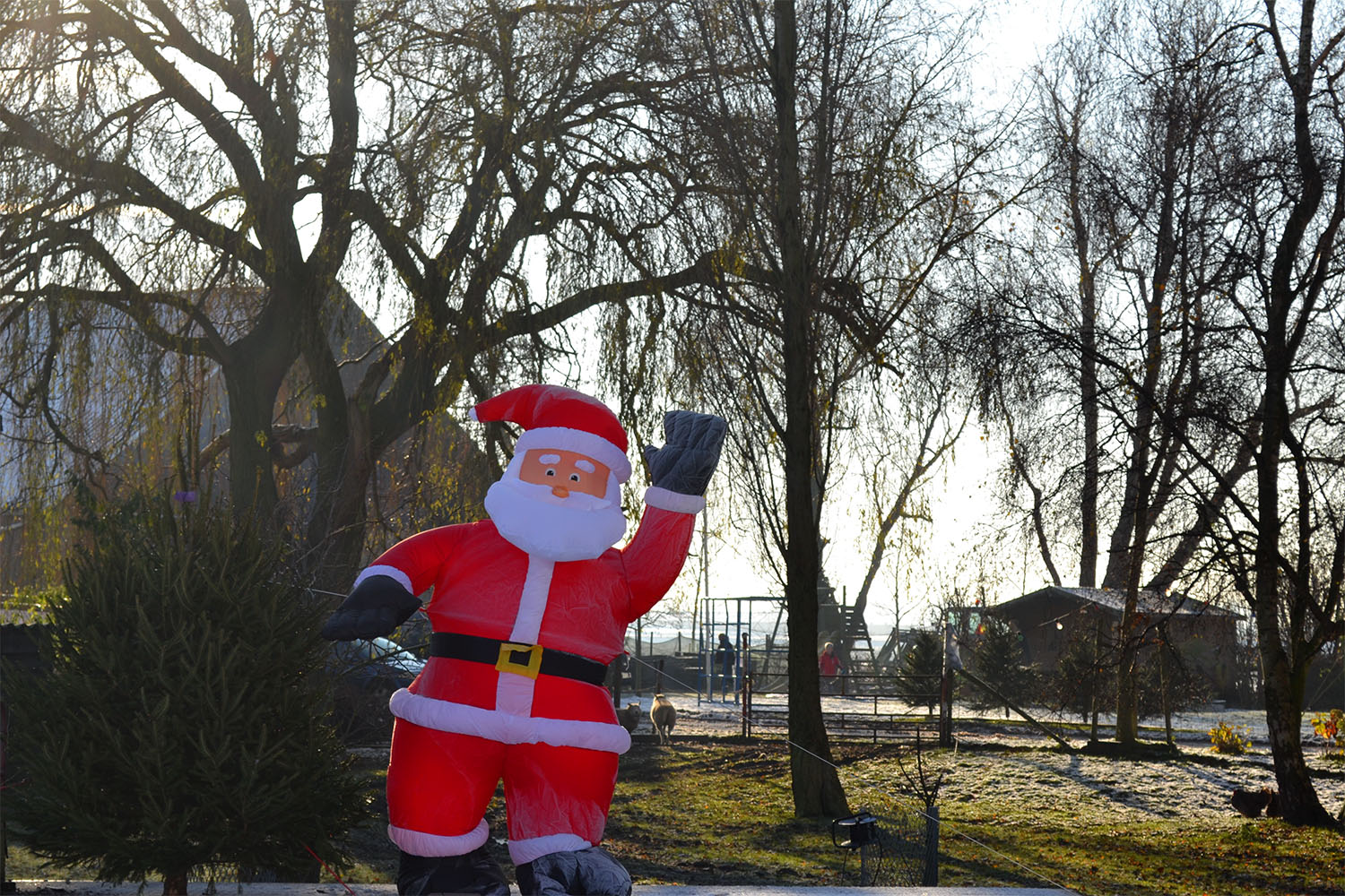 Nordmann Excellent kerstbomen Aalsmeer