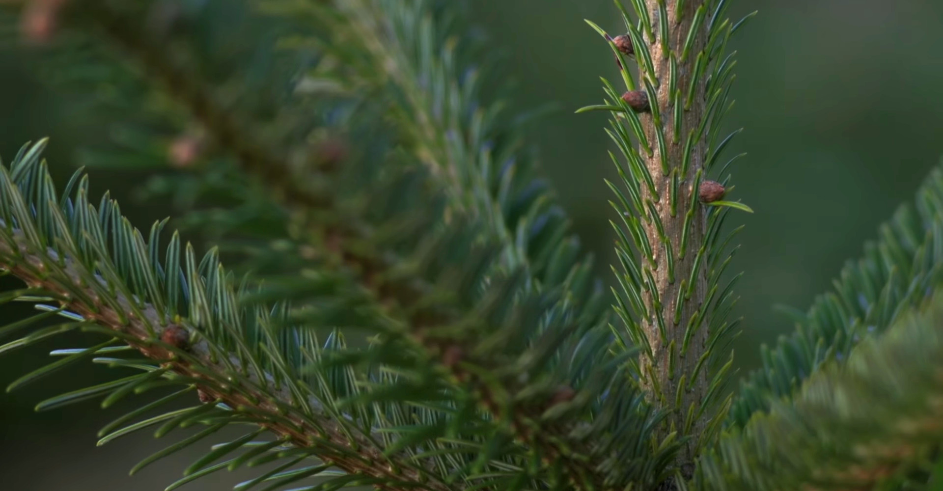 De mooiste Nordmann Excellent kerstbomen in Aalsmeer vanaf € 15,-