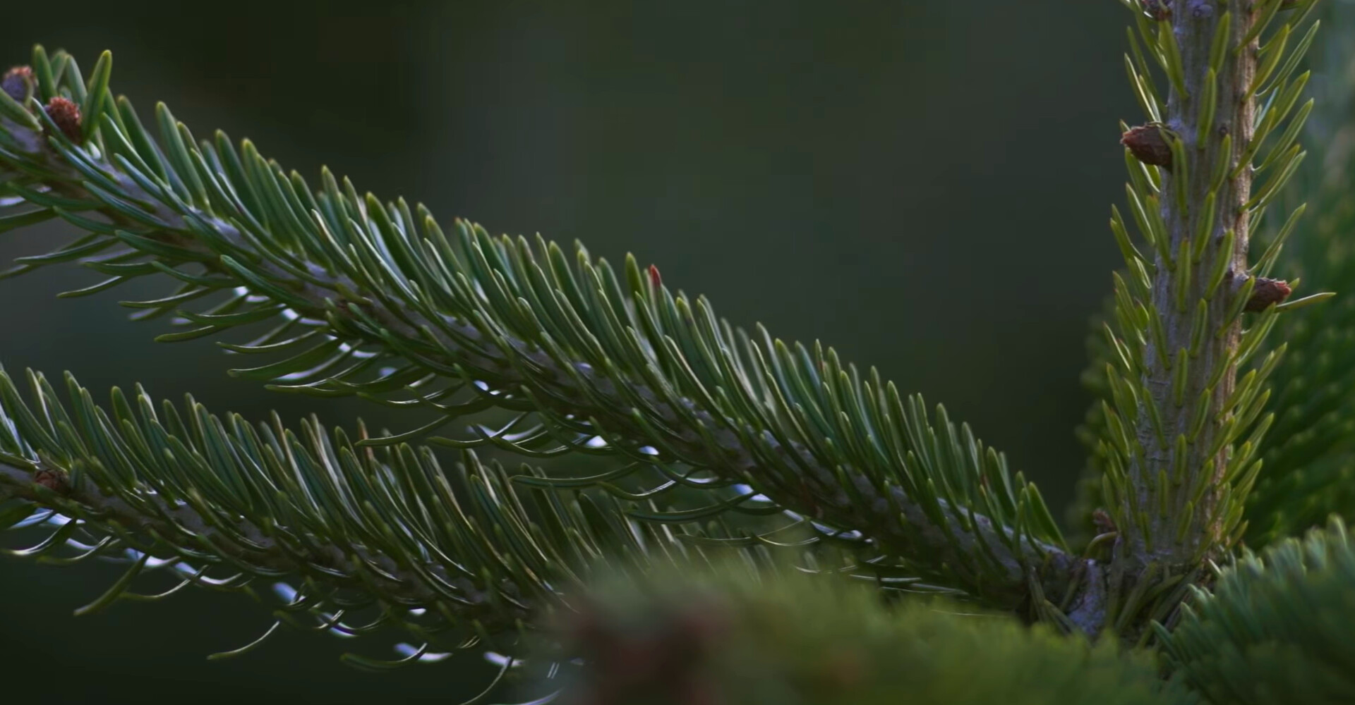 De mooiste Nordmann Excellent kerstbomen in Aalsmeer